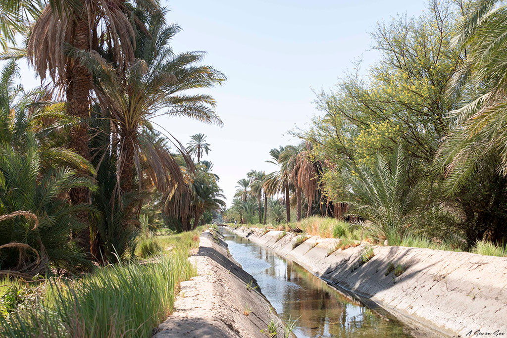 irrigation des cultures en bord du Nil
