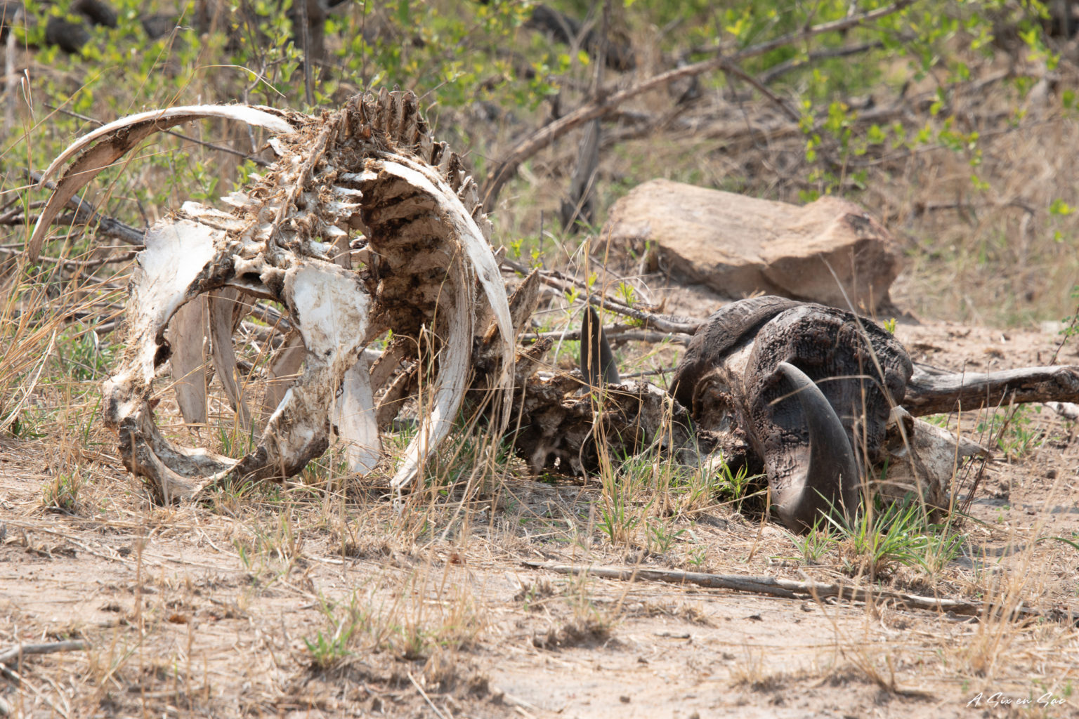 Carcasse au bord de la route sud du parc kruger pendant notre safari autonome