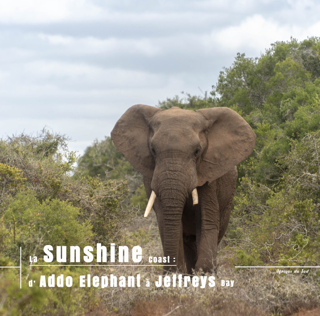 éléphant du parc national Addo ( avant de rejoindre Jeffreys Bay )