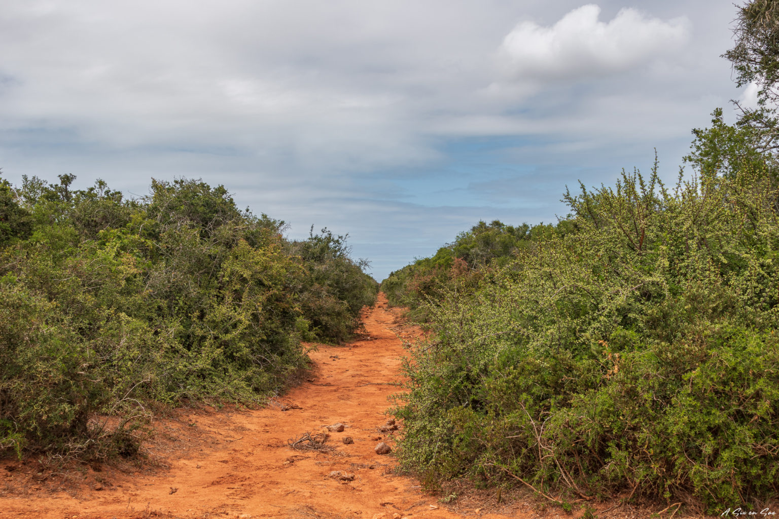 chemin de terre au milieu de la végétation au parc Addo Elephant ( Road trip sunshine coast avec Jeffreys Bay )
