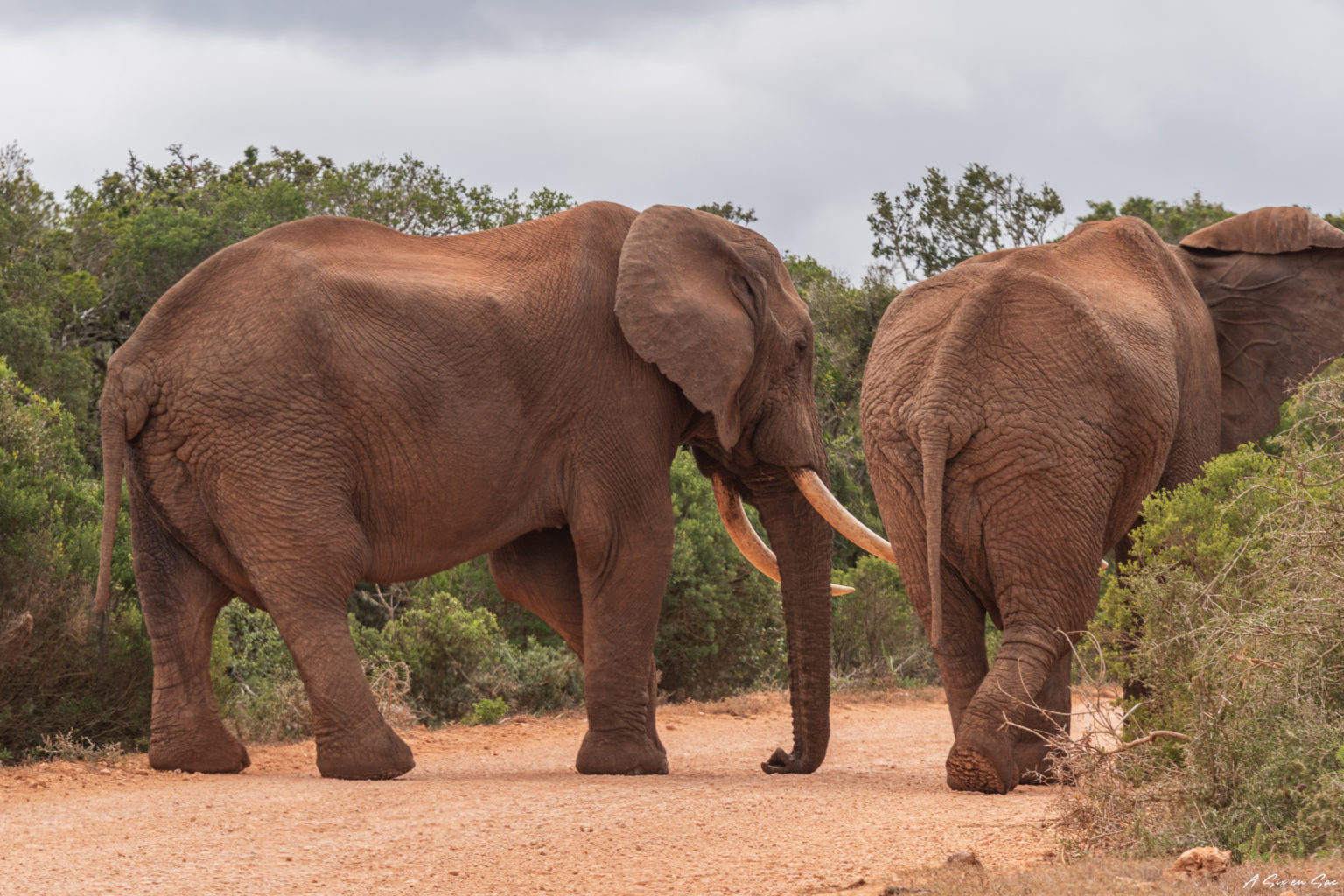 Duo d'éléphants qui nous ont bloqué la route pendant un bon moment dans le parc national Addo Elephant ( avant de prendre la route pour Jeffreys Bay )