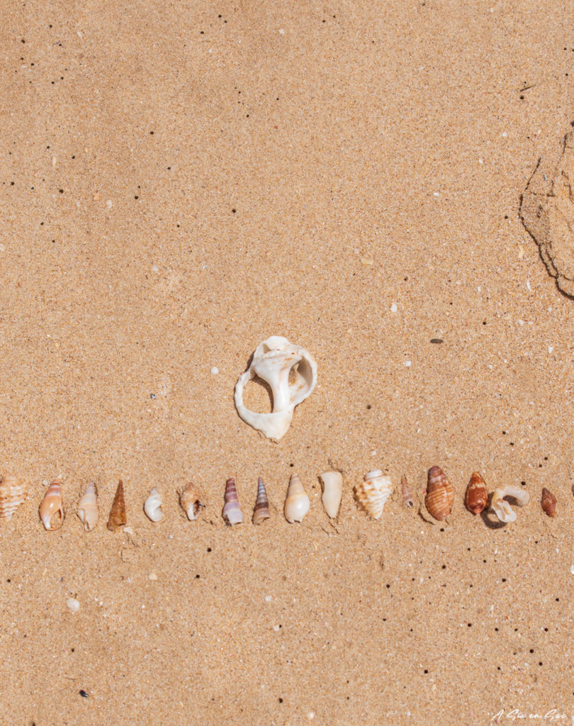 coquillages trouvés sur la plage de Jeffreys Bay ( après avoir visiter le parc national addo elephant )
