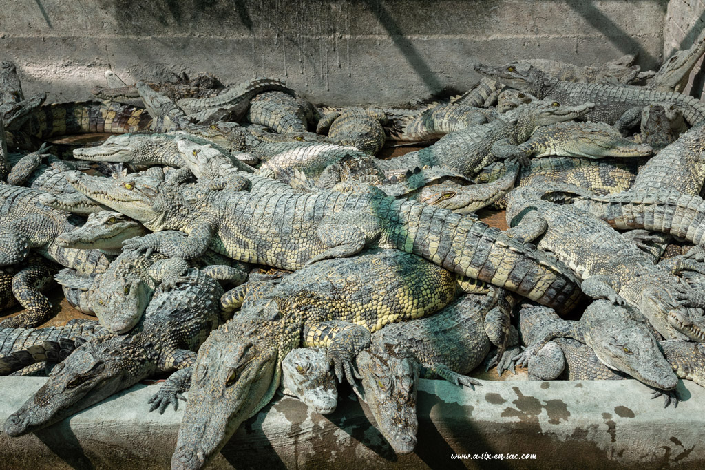 Les crocodiles adolescents entassés dans un enclos à Battambang-Cambodge