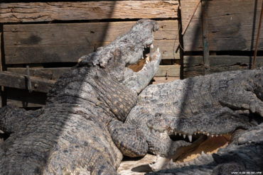 Crocodiles adultes dans une erme à Battambang, Cambodge