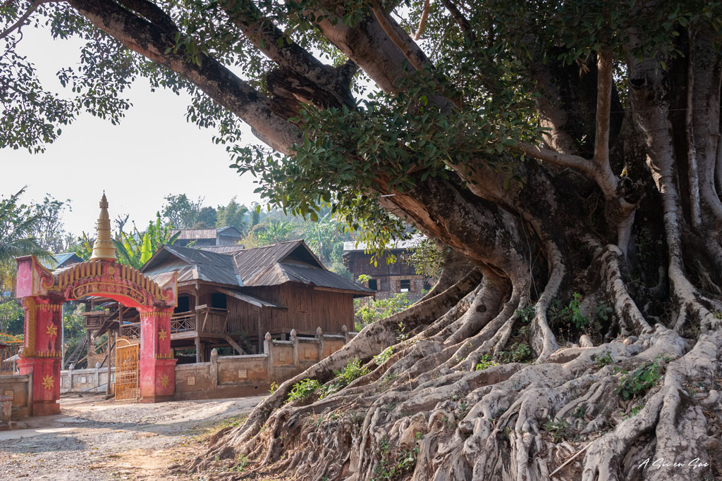 arbre à l'entrée du village où nous passons la première nuit lors de notre trek depuis Hsipaw au Myanmar