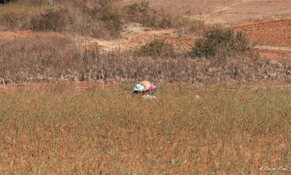 champ de chili entre Hsipaw et le lac Inle, Myanmar ( fiche pratique )
