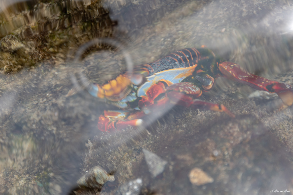 crabe au travers de la surface rencontrée pendant la marche des Tuneles à Isla Isabela aux Galapagos en novembre 2020