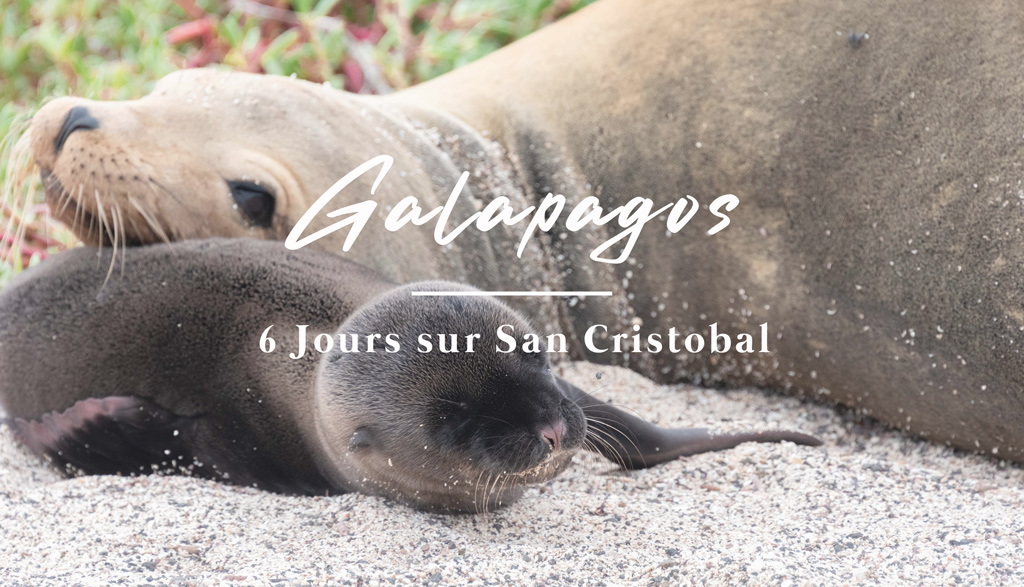 otarie et son petit sur Galapagos San cristobal Equateur Novembre 2020