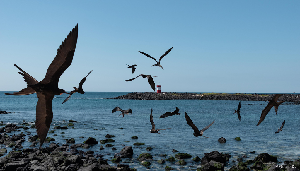 vol de fregates à Punta Carola ( se disputant un placenta d'otarie ) Galapagos San cristobal Equateur novembre 2020