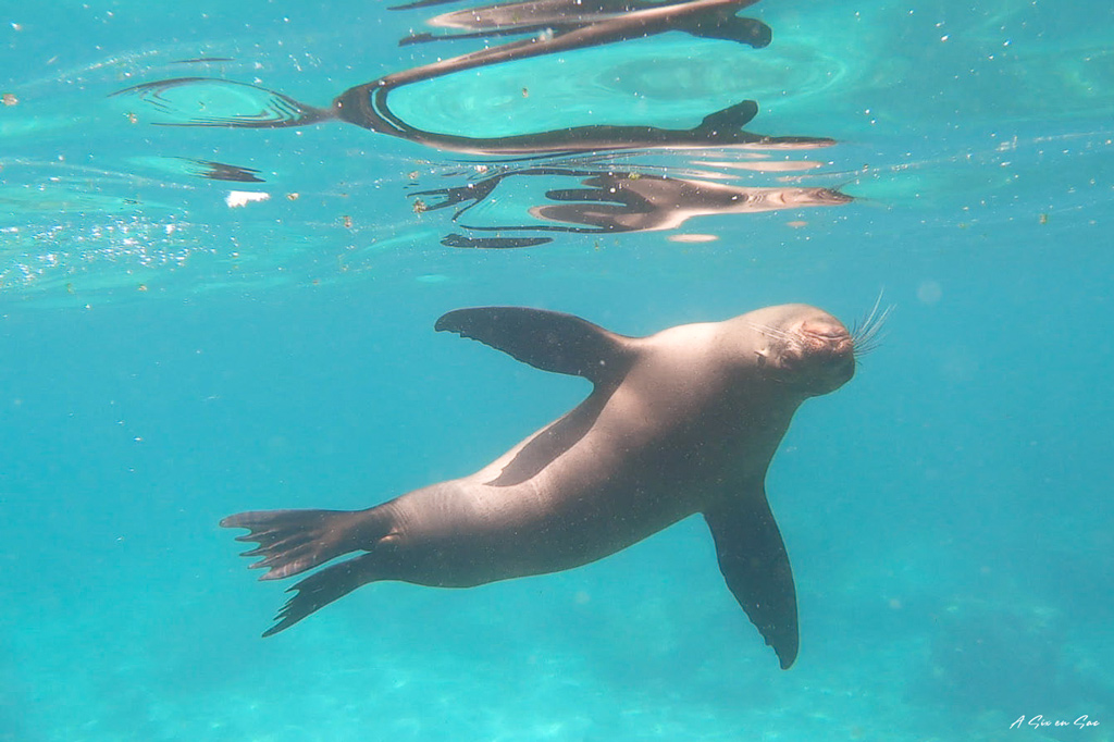 sous l'eau, otarie aux Tijeretas San Cristobal Galapagos en Equateur en novembre 2020