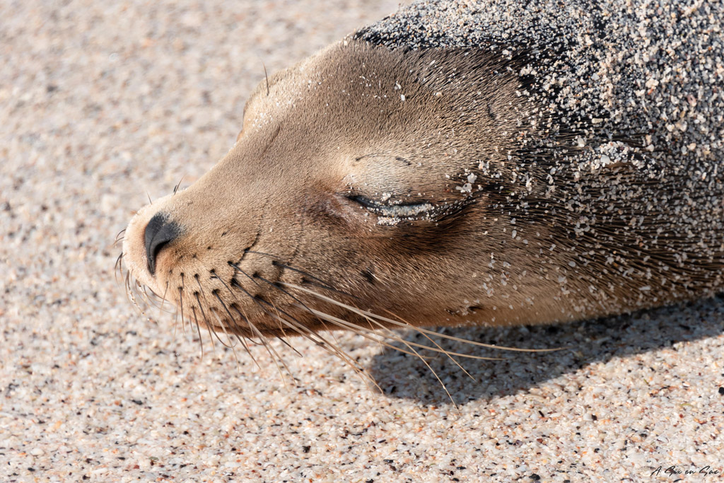otarie endormie sur la playa mann Galapagos San cristobal Equateur