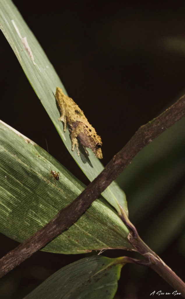drôle de grenouille de la réserve Cuyabeno en Amazonie Equatorienne