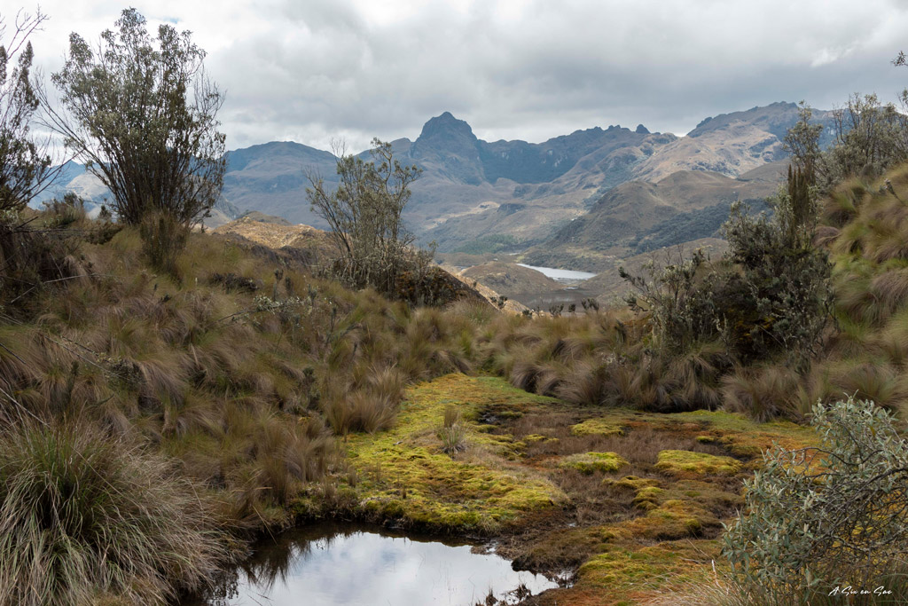 Lagunes et végétations du parc Cajas dans les environs de Cuenca Equateur ( comme pour Ingapirca )