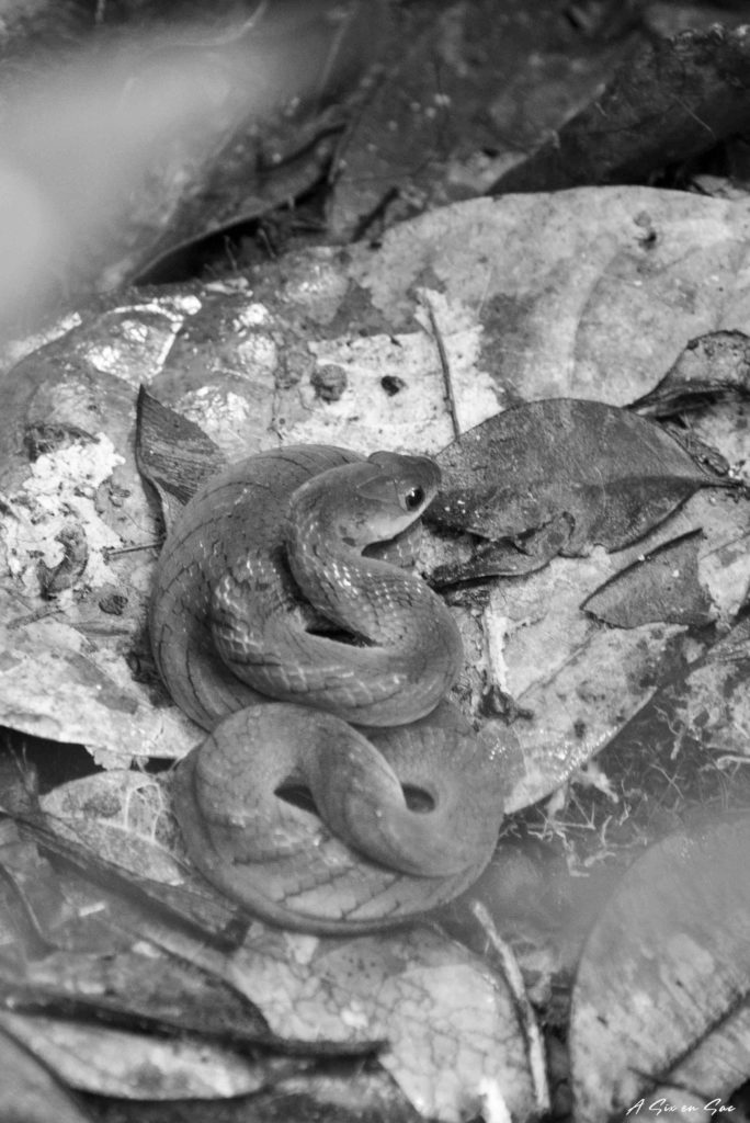 Réserve Cuyabeno en Amazonie Equatorienne : petit serpent découvert par Alice