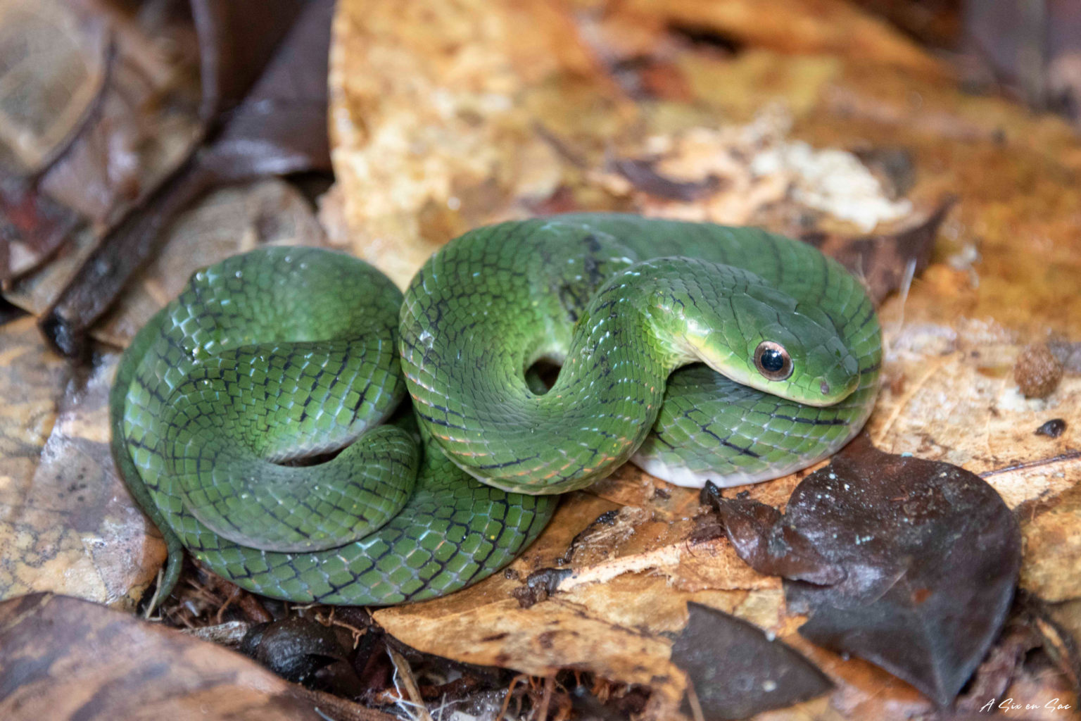 petit serpent découvert par Alice dans la forêt équatorienne de Cuyabeno