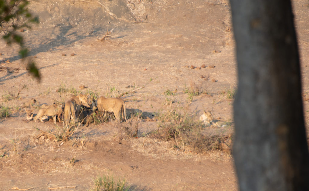 Safari au nord du parc Kruger : les lions occupés sur leur proie