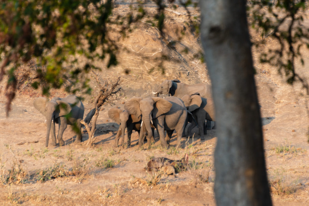 Safari au nord du parc Kruger : éléphants de l'autre coté de la rivière