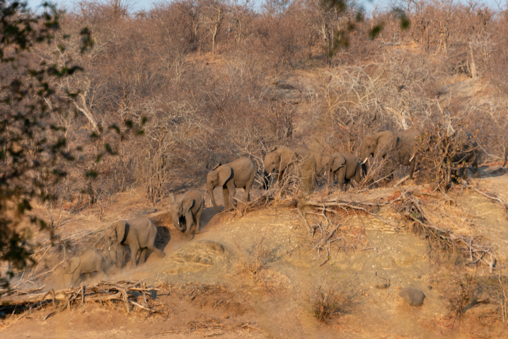 Safari au nord du parc Kruger : troupeau d'éléphants venant defier les lions