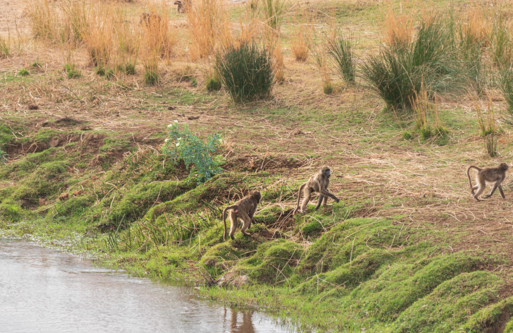 singes au bord d'une rivière au centre du parc kruger lors de notre safari en autonomie