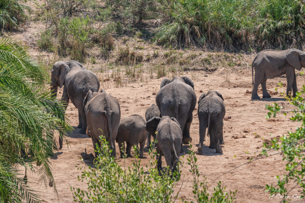 troupeau d'éléphants avant de ressortir par orpen gate au centre du parc kruger pendant notre safari