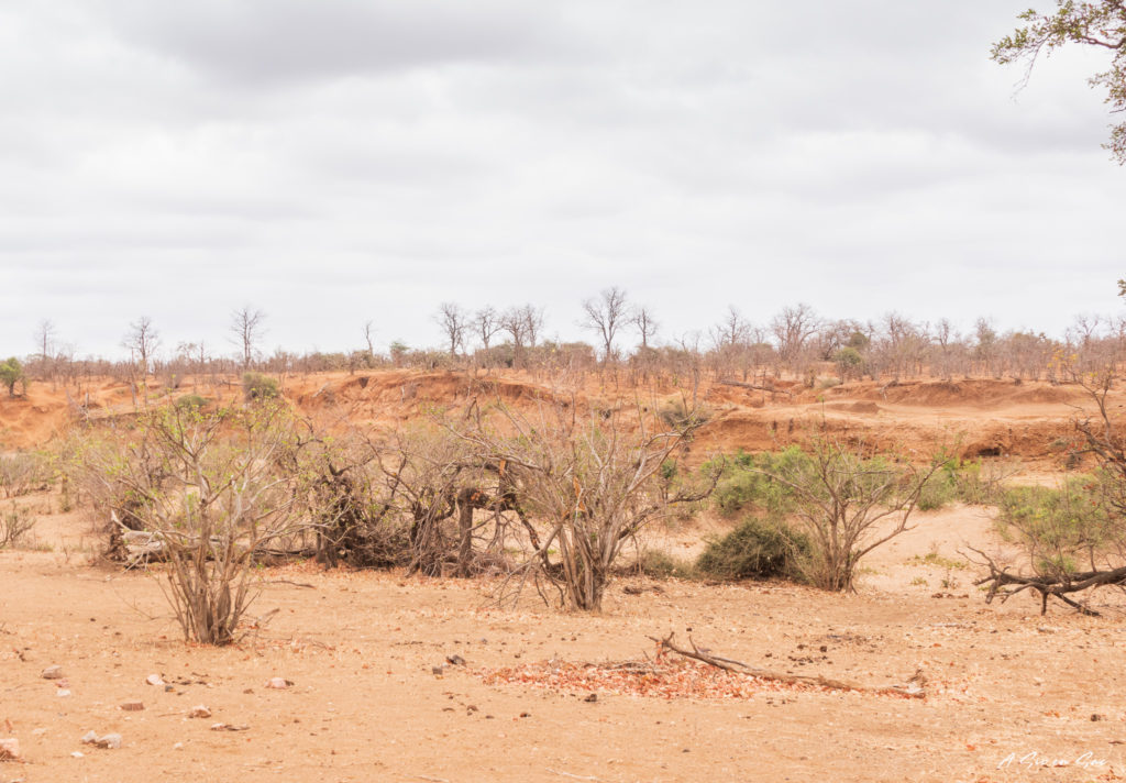 paysage désertique lors de notre safari en autonome dans le centre du parc national kruger en afrique du sud