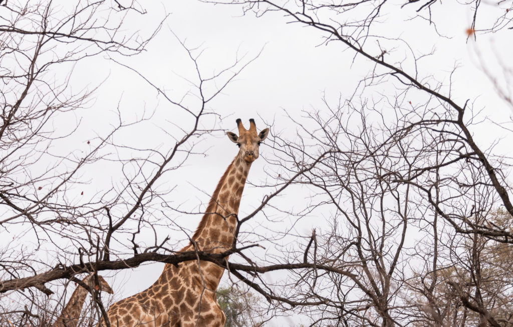 Parc Kruger Nord safari ( une girafe nous observe )