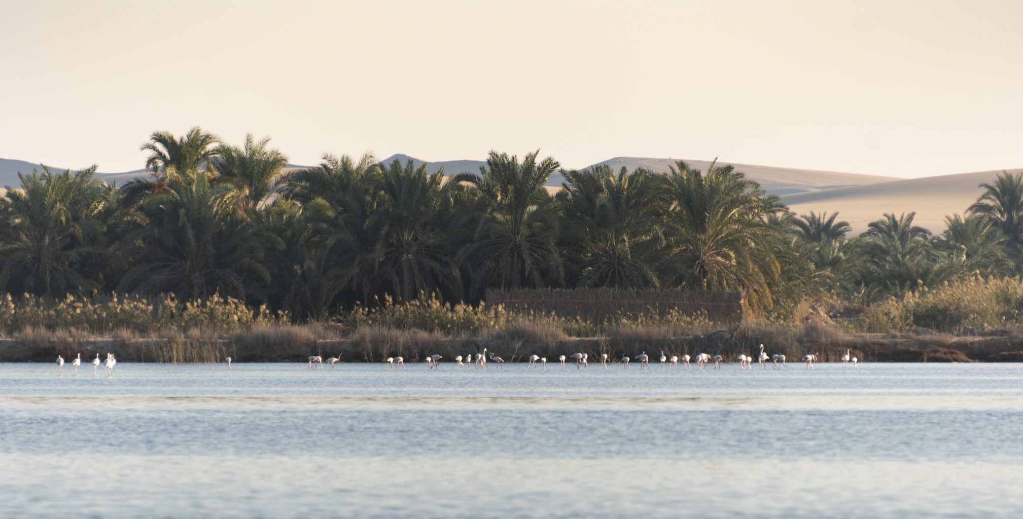 Egypte / oasis de Siwa : les flamands roses sur la lagune face à la péninsule de Fatnas ( arrière plan palmiers et desert )