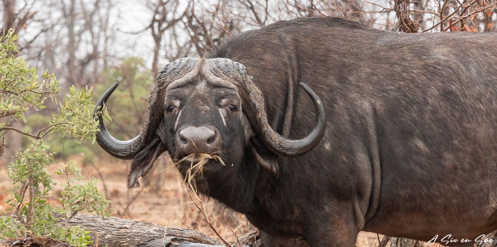 Préparer son voyage en Afrique du Sud : le buffle du parc Kruger