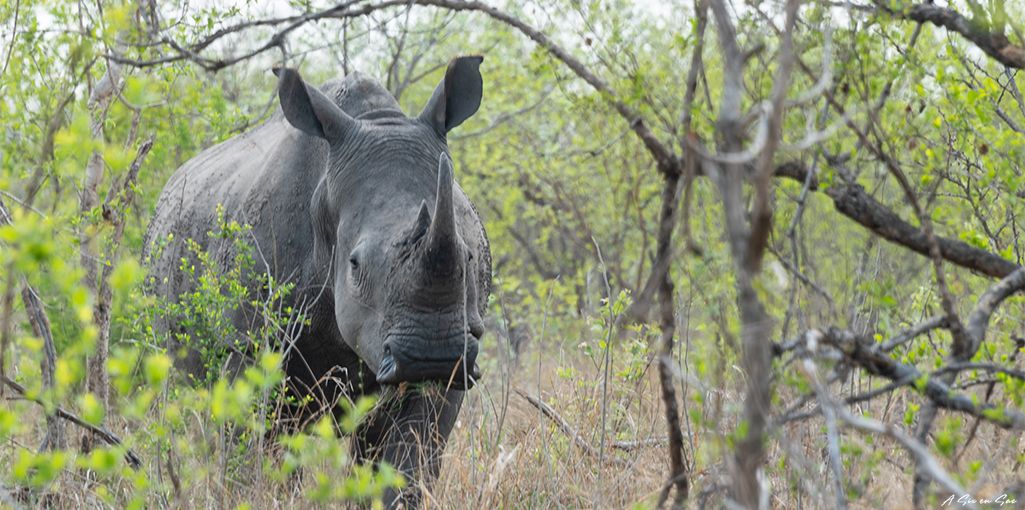 le rhinocéros membre du Big Five au Kruger : un avant goût pour préparer son road trip en Afrique du sud