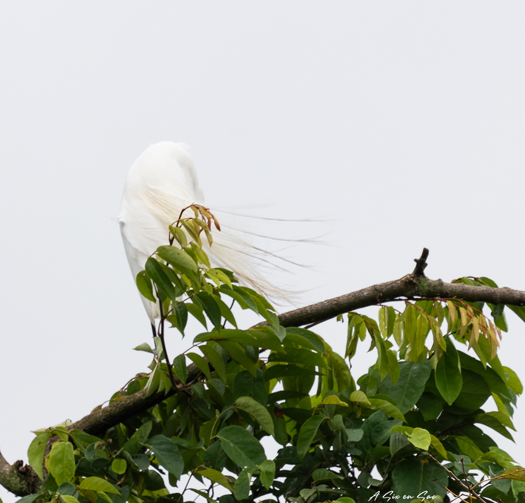héron blanc ( ou grande aigrette) sur le Rio dulce au Guatemala